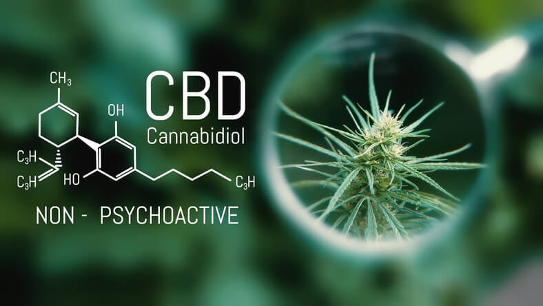 CBD dla zwierząt